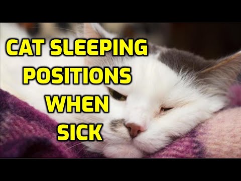 What Unwell Cat Sleeping Positions Mean