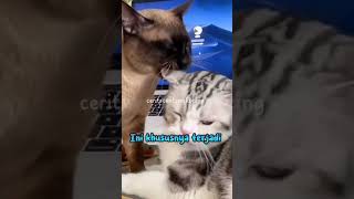 Kenapa Kucing Jantan Menggigit Leher Kucing Betina