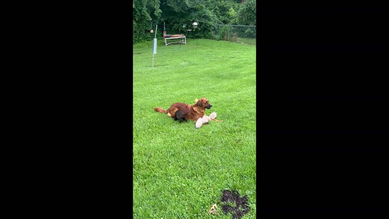 Enlarge Sissy, a Adoptable Mixed Breed in Denison, TX video 6/6