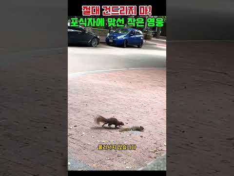 “내 친구 건드리지 마”… 작은 다람쥐의 기적 같은 행동