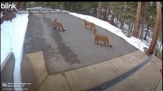 Four mountain lions seen at Shaver Lake is 'unusual'