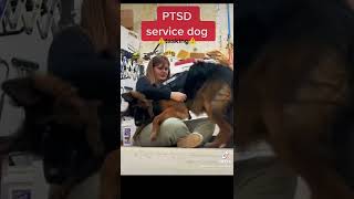 PTSD service dog at work! Don’t do this!!!