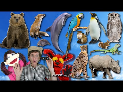 What Do You See? Song| Wild Animals Part 2 | Learn English Kids