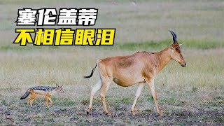 [問卦] 獅子最喜歡吃的動物排行？