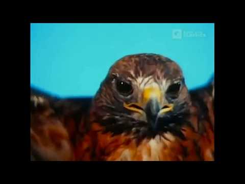 Manimal Transformation - Remastered