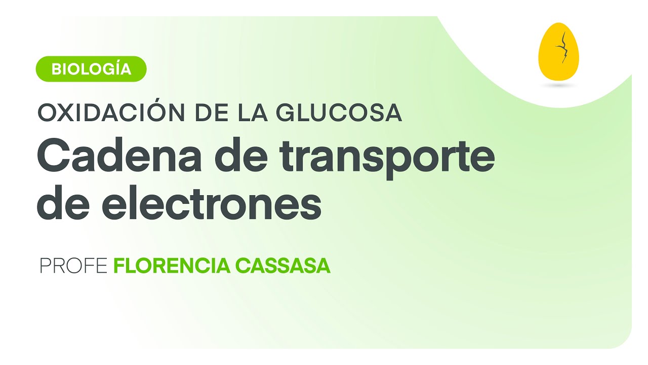 Cadena de transporte de electrones | Biología | Oxidación de la glucosa | V5 | Egg Educación
