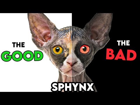 MUST-KNOW Sphynx Cat PROS AND CONS