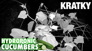 Infinite Kratky Hydroponic Cucumbers