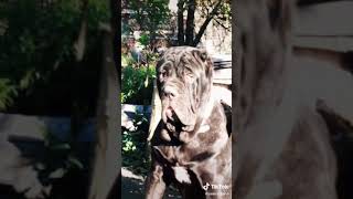 Download lagu Неаполетанский мастив ,мастино наполетано#mastino neapolitano# mp3 Download lagu Неаполетанский мастив ,мастино наполетано#mastino neapolitano# mp3