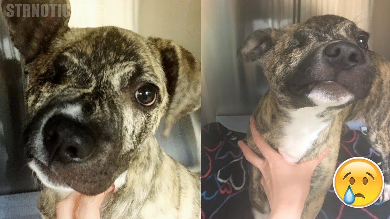 Decidieron sacrificar a este perro con cara torcida, pero nadie imaginó lo que pasaría un día antes.
