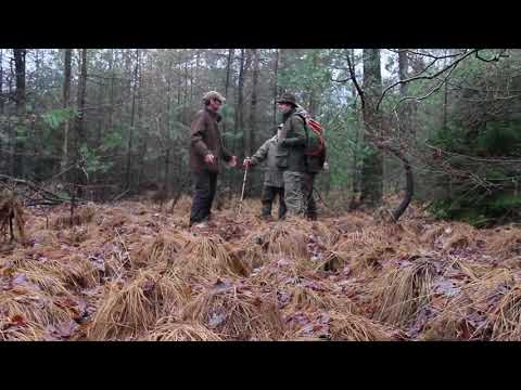 Reewildtraining Capreolus Fieldsports