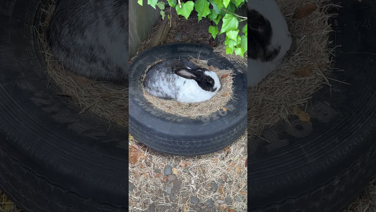 YouTube Short thumbnail