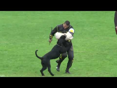 071 29 13 C Dennis Bernsee   M Bodo Vom Hexenwald 98 97 92 A 287 ECC 1 ISPU 2013