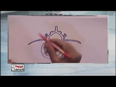 رسم الفقرة العظمية | أحياء ثالثة ثانوى - أ/حسن محرم