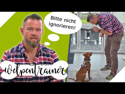 Stark UNTERSCHÄTZT: Was ist beim Hundetraining unentbehrlich? | Der Welpentrainer | sixx