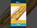 baguette - junquillo video thumbnail