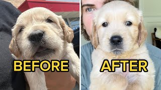 How My Rescued Golden Retriever Puppies RECOVERED From Neglect...