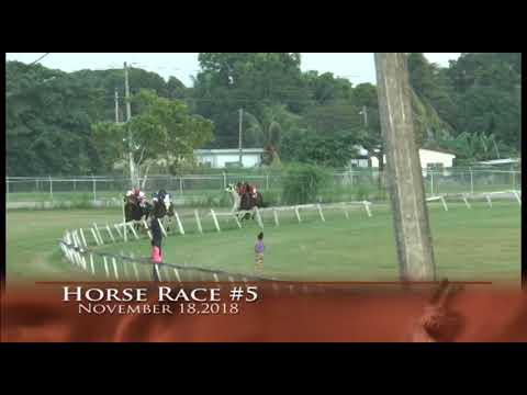 Horse Race Peoples Stadium D Class  2 Yr Old TB 4 Furlong November 18, 2018