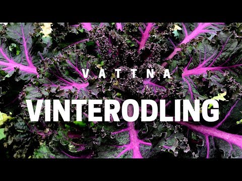 Att vattna vinterodlingen