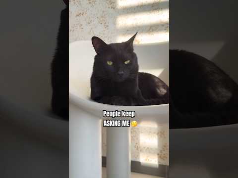My job right now is taking care of the kids.👶#foryou #cat #funny #kitten #ytshorts #cute #cutecat