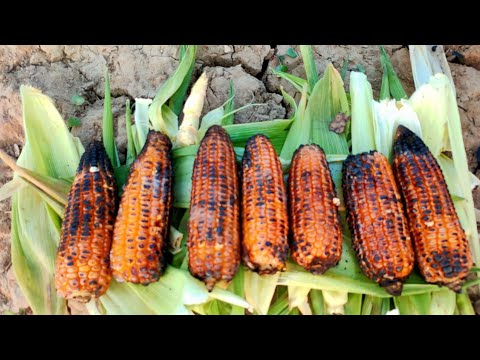 GRILLED ROASTED CORN ON THE COB | BAKED CORN RECIPE IN VILLAGE STYLE BY VILLAGE FOOD BUDDIES