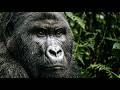 This Documentary About Apes Will Blow Your Mind | Full Documentary