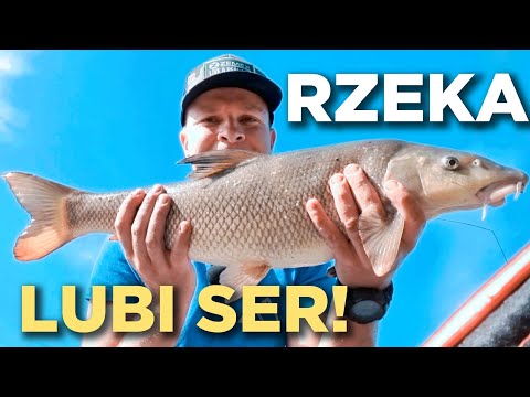 321 RZEKA LUBI SER | WĘDKA TAŃCZY 🙂