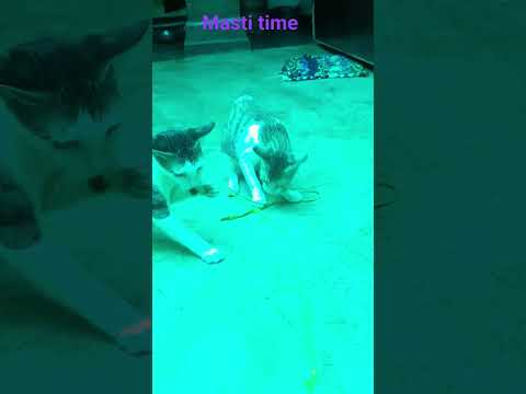 munnu 😘 chunnu ki masti #cat #animals #kittycat #petlovers  #catlover