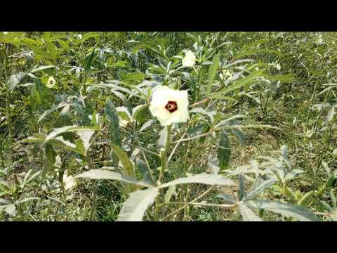 LG G8x ThinQ Slow Motion Video Shoot