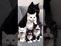 ️ Cute Black And White Cat Family Meowing Together Cats Kitten Catfamily Blackcat