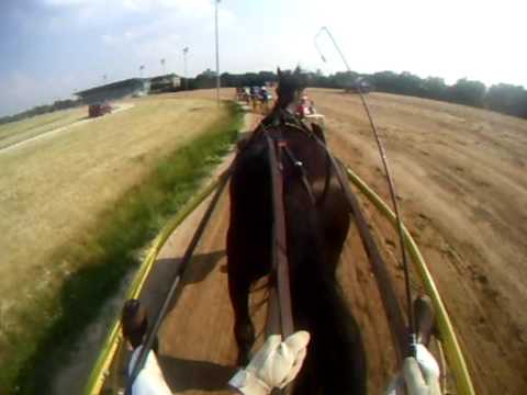 ügető derby nap futam