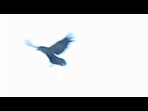 Video thumbnail for Halo