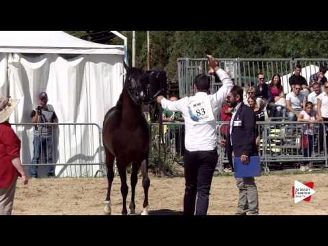 N.83 VAN GOGH AM - Bergamo 2015 - Stallions 4-7 years old (Class 9B)