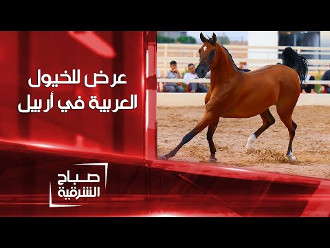 شاهد بالفيديو.. عرض للخيول العربية الأصيلة في أربيل | صباح الشرقية