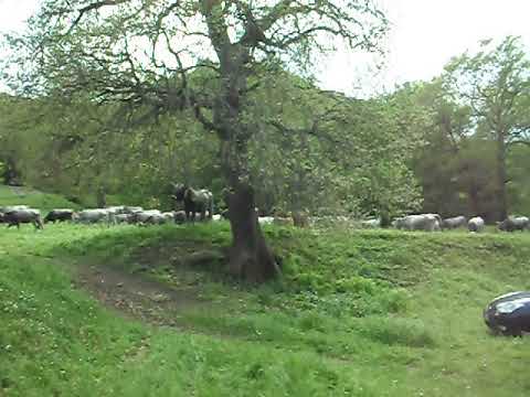 TRANSUMANZA  APRILE 2018 PARTENZA DAL SANTUARIO DI SALANDRA