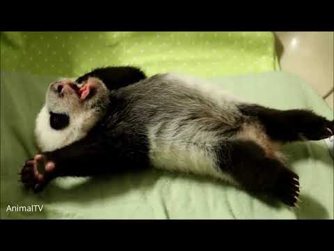 Cute Baby Pandas Playing Compilation - TRY NOT TO LAUGH!
