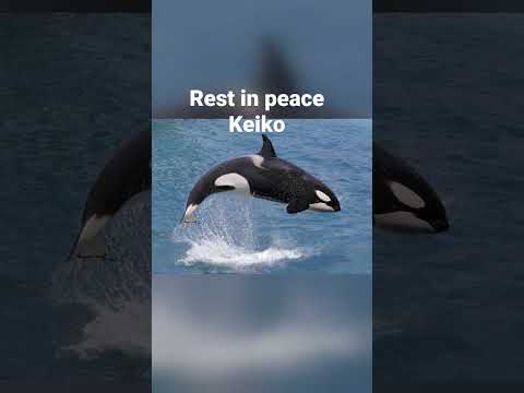 goodbye tour best friend Willy AKA Keiko