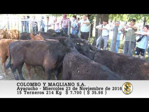 23-11-16 Venta de Machos - Colombo y Magliano S.A. - Ayacucho