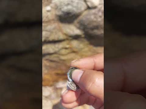 Sea Beautiful Creatures | Beach side life | Nasar Nature