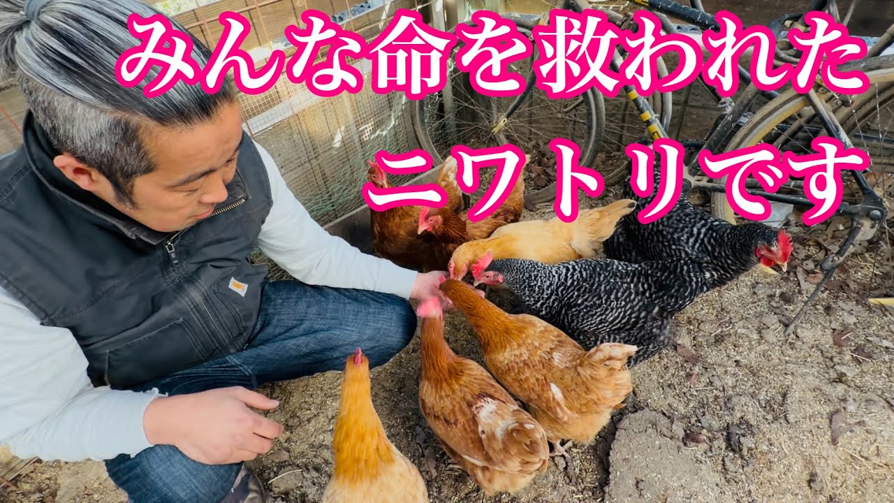【にわとり幸せプロジェクト】廃鶏と人をつなぐニワトリベースさんを訪問しました
