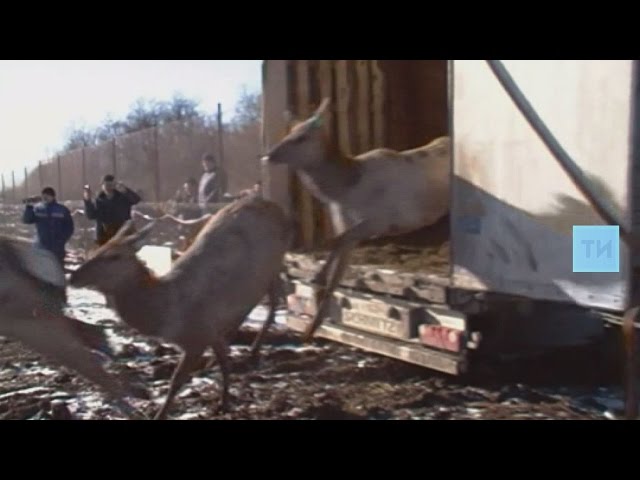 Сразу в двух районах Татарстана состоялся выпуск маралов