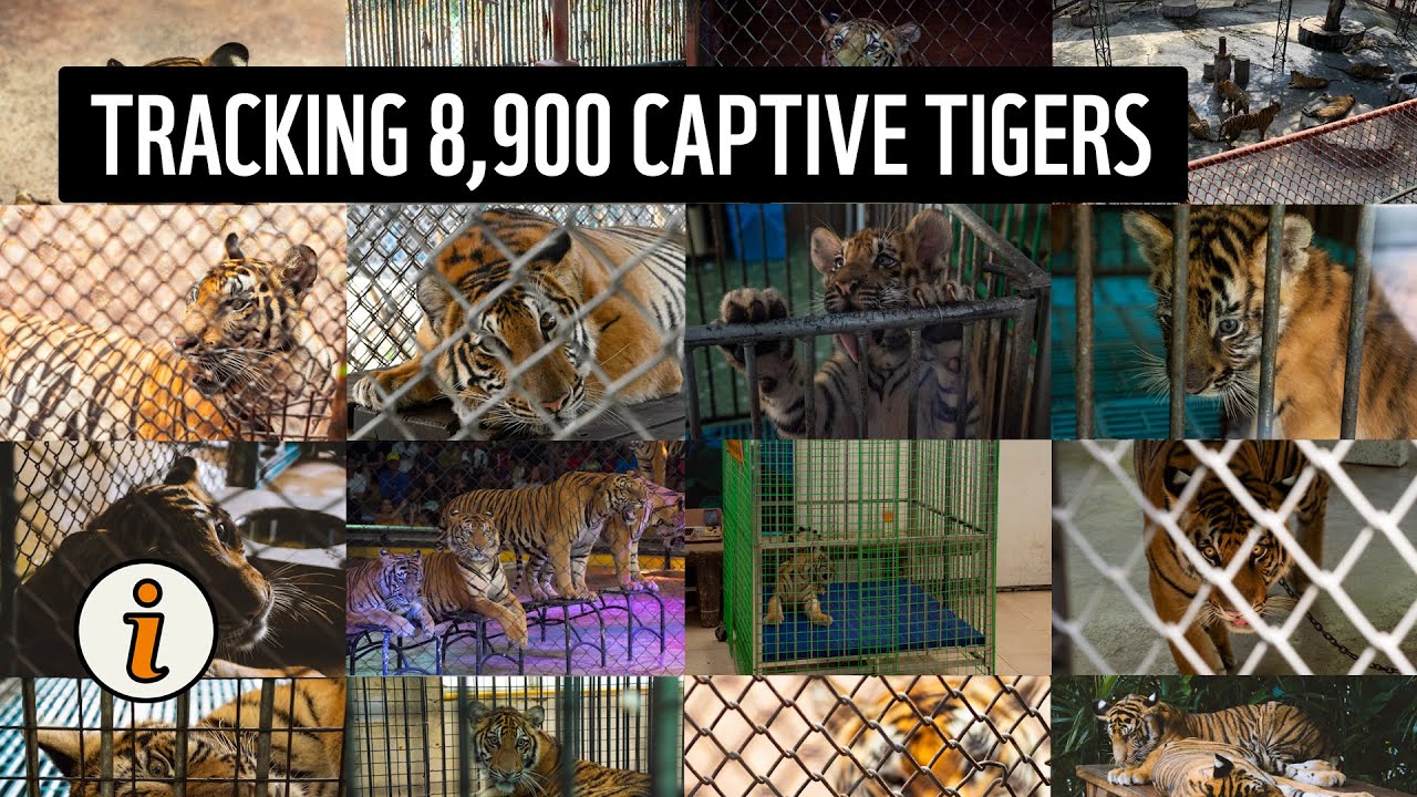 How do you keep track of 8,900 captive tigers in Asia?