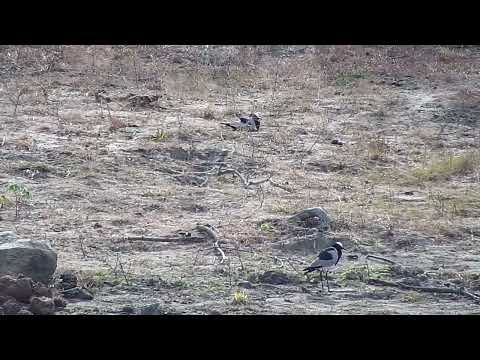 Djuma: Blacksmith Lapwing NEW baby chicks are hatching-two so far - 08:31 - 08/21/2022