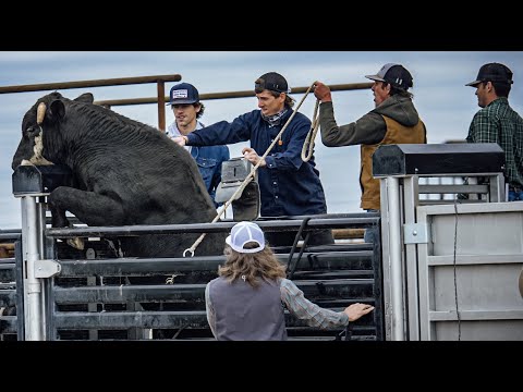 We bucked WILD bulls at JB's - Rodeo Time 330