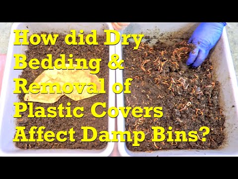 Heavy & damp red wiggler "buddy" bins 12 days after drying steps taken - vermicompost