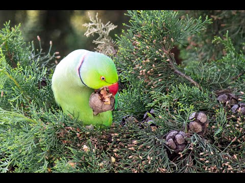 Psittacula krameri   Perruche a collier 03/04/2021