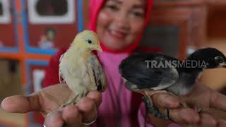 Download lagu [FULL] SI BUSUNG DADA YANG TAK SOMBONG | SI OTAN (13/02/24) mp3