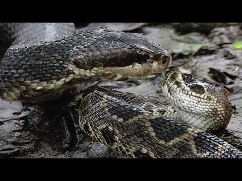 Cottonmouth vs Rattlesnake 05 - Cottonmouth Kills & Eats Rattlesnake