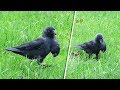 Vogel met twee koppen (of is het iets anders?)