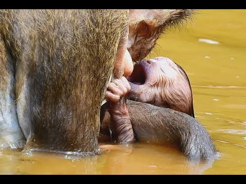 OMG ! Will break your heart ! Very severe baby nearly pass away, Very bad mom/Wild Monkey